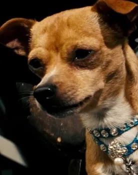 Chester the Chihuahua